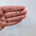 گوشواره کرلی بال